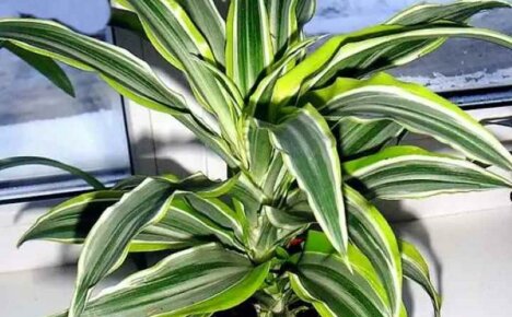 วิธีการดูแล Dracaena deremska เพื่อรักษาสีที่แตกต่างกันของใบไม้