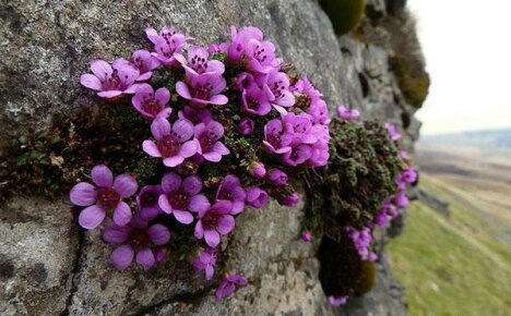 Arter og varianter av saxifraga