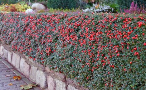 Vi forvandler en sommerhytte til en gledehage ved hjelp av populære typer og varianter av cotoneaster