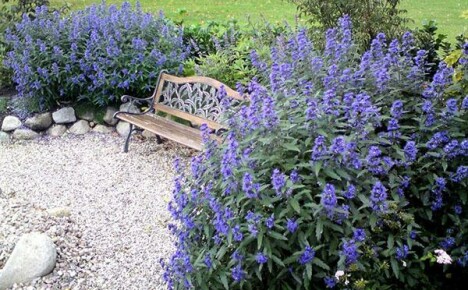 Luxusní keř karyopteris v krajinářském designu