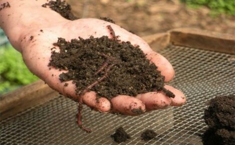 Ekologiczny nawóz biohumus - produkcja domowa