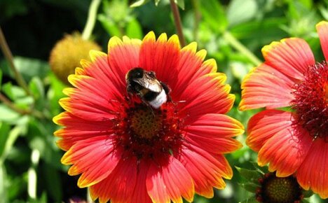 Colorful Gaillardia - การตกแต่งสวนสุดเก๋