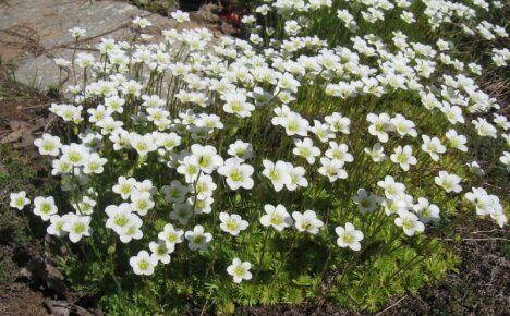 En slik mangesidig og upretensiøs saxifrage - planting og stell, foto