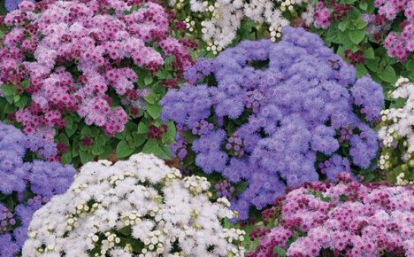 สิ่งที่ดึงดูดเราไปสู่สายพันธุ์และพันธุ์ของ ageratum