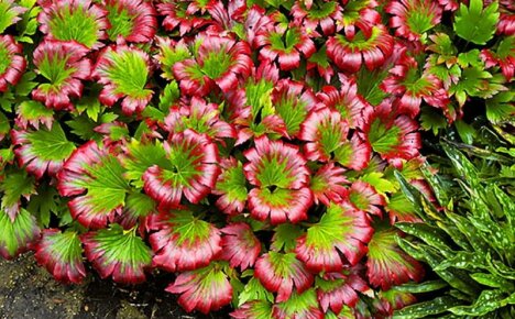 Mukdeniya - planting og stell, foto