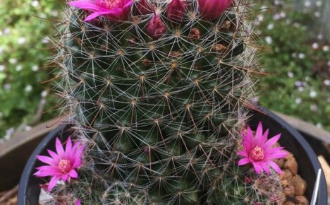 Det finess og hemmeligheter ved å ta vare på mammillaria-kaktusen hjemme