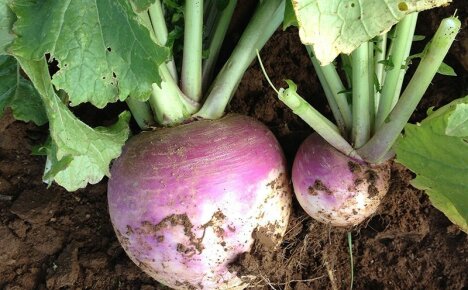 Odhalíme tajemství toho, co je rutabaga a jak vypadá zvenčí