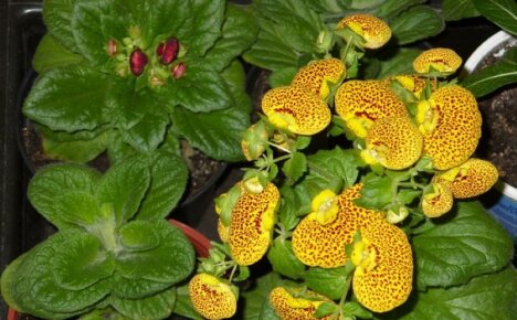 Calceolaria - เติบโตจากเมล็ดจากการหว่านจนถึงการเก็บ