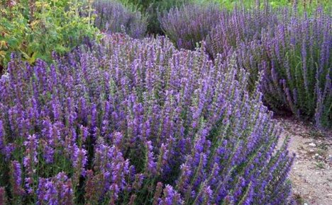 ใช้ hyssop officinalis เพื่อปรับปรุงคุณภาพชีวิตของคุณ