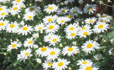 Agrotechnika do uprawy leucanthemum (nivyanik) z nasion