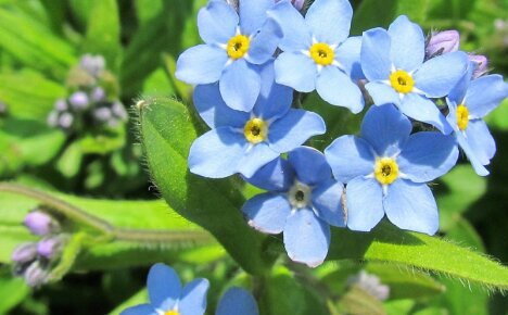 En beskjeden skog glem-meg-ikke i selskap med hageblomster