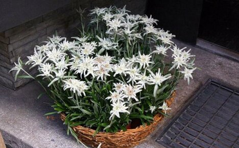 Hagedesign: planting og stell av edelweiss