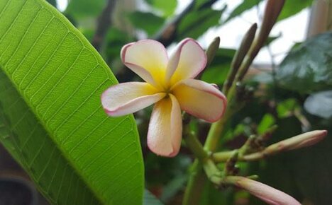 Je důležité vědět, jak zakořenit plumeria, abyste mohli pěstovat krásnou rostlinu