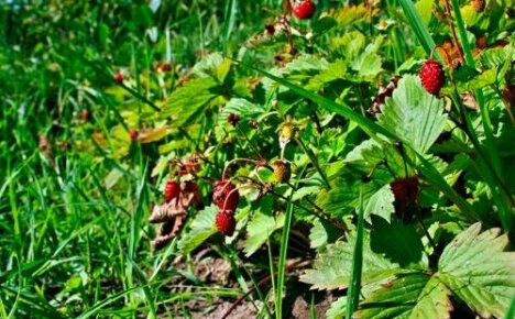 Antraknoza truskawkowa jest niebezpieczną chorobą kwarantannową