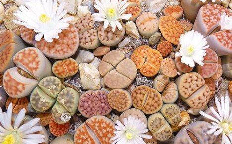 ดูแลและบำรุงรักษาหิน lithops ที่บ้าน