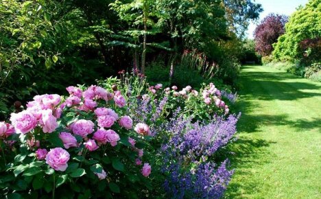 สวนฤดูหนาวในอพาร์ตเมนต์คืออะไร - วิธีสร้างมุมสีเขียวที่มีชีวิตในบ้านของคุณ