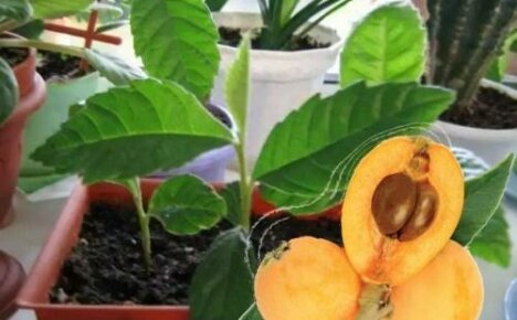 Hvordan vokse medlar fra beinplantingsfunksjoner