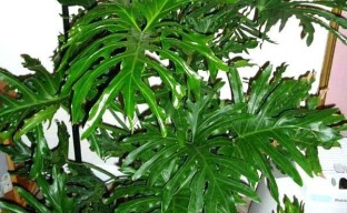 พุ่มไม้ยักษ์ในบ้านของคุณ - Philodendron Sello