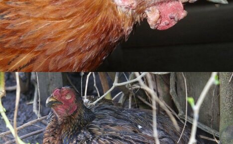 สาเหตุและอาการของ Pasteurellosis ในไก่