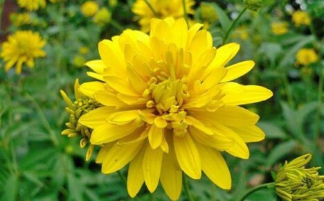 ชิ้นส่วนของดวงอาทิตย์ในประเทศ - ทิวทัศน์อันมีเสน่ห์ของ Rudbeckia