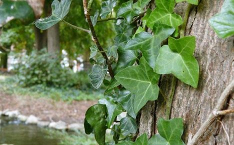 Plantering, stell og reproduksjon av hagemose