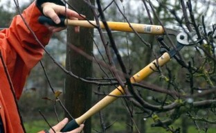 Przycinanie gruszek wczesną wiosną