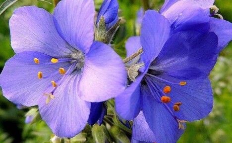 Plante cyanose blå og stell gjennom hele sesongen