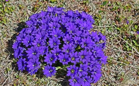 Å dyrke en gentian eller hvordan lage et blått blomsterhav under vinduene