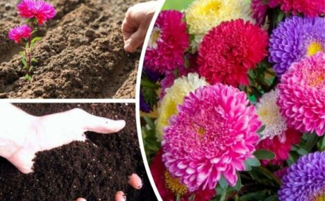 Asters - å plante og ta vare på upretensiøse blomster i det åpne feltet