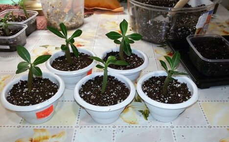 Tilbered det perfekte underlaget for adenium