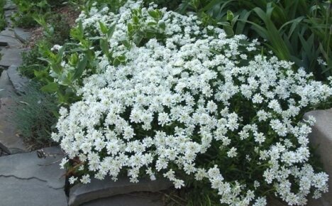 Iberis årlig, planter og tar vare på upretensiøse blomstrende bilder