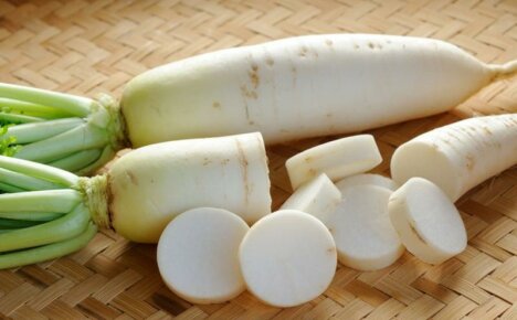 หัวไชเท้า Daikon - คุณสมบัติที่เป็นประโยชน์และข้อห้ามของผักรากหวาน