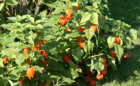 Physalis strawberry - การปลูกและดูแลเพื่อการตกแต่งที่กินได้