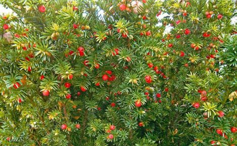 berry yew คืออะไรและใช้อย่างไร