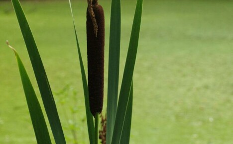 Verdifulle egenskaper og egenskaper ved cattail-anlegget