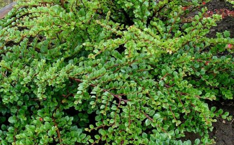 Hvordan dyrke en horisontal cotoneaster i en sommerhytte