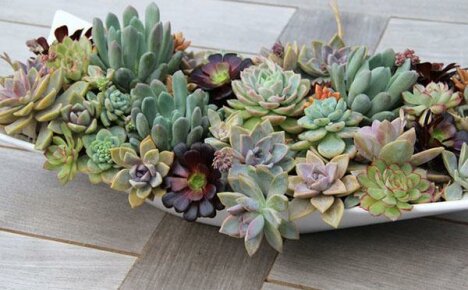 Succulents: ดูแลบ้านสำหรับพืชที่ไม่ต้องการ