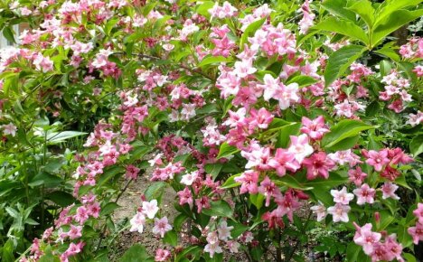 Hvordan ta vare på Weigela Rosea - en nydelig blomstrende flerårig