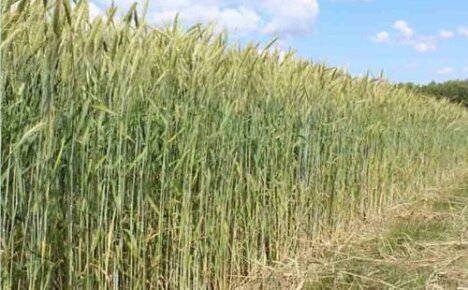 Biologiske trekk ved vintertriticale - en av de beste fôrvekstene