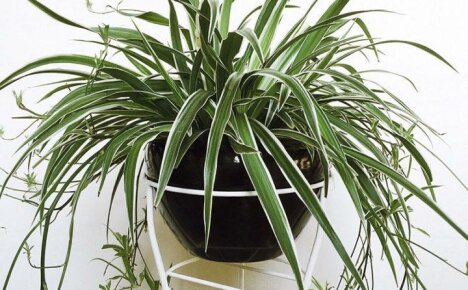 Chlorophytum - hjemmepleie og kultiveringsfunksjoner