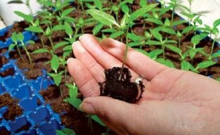 Trenger aubergine et valg eller hvordan du skal transplantere dyrkede aubergineplanter