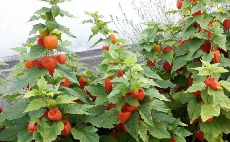 Du trenger presserende en meksikansk tomat - vegetabilsk physalis, dyrking og stell, foto