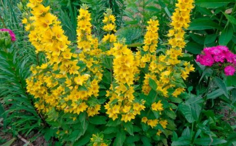 Nenáročná květina do stinné zahrady - loosestrife, výsadba a péče, fotografie