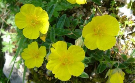 Blomsterhage dekorasjon - flerårig solsikke