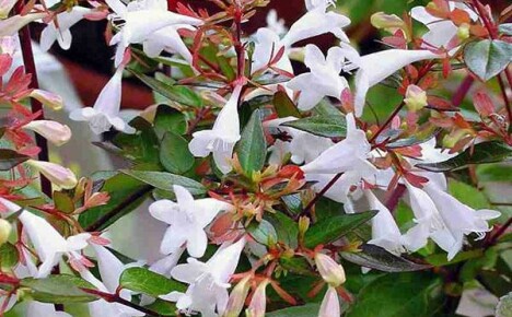 Abelia storblomstret: regler for planting og stell av en plante