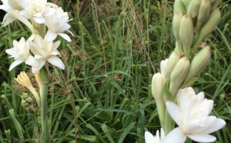 Plante tuberose og ta vare på stauder i det åpne feltet