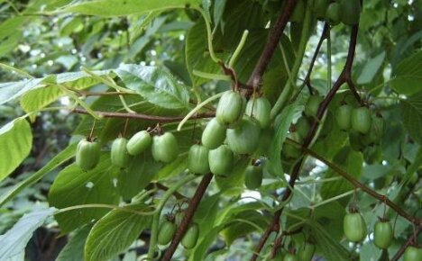 Ananasové aktinidie: charakteristické rysy odrůdy