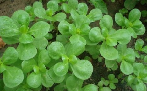 Purslane grønnsak - en spiselig luke i hagesengene dine