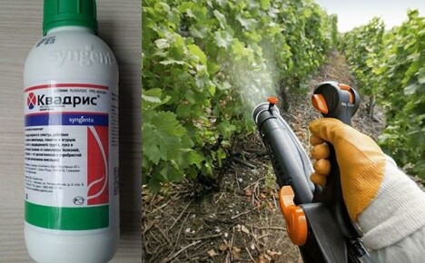 Fungicide Quadris - การตายอย่างรวดเร็วสำหรับสปอร์ของเชื้อรา