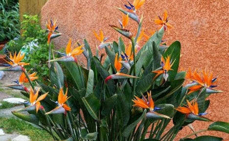 คำอธิบายประเภทของไม้ประดับ Strelitzia